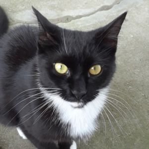 Meet your Posher, Joe